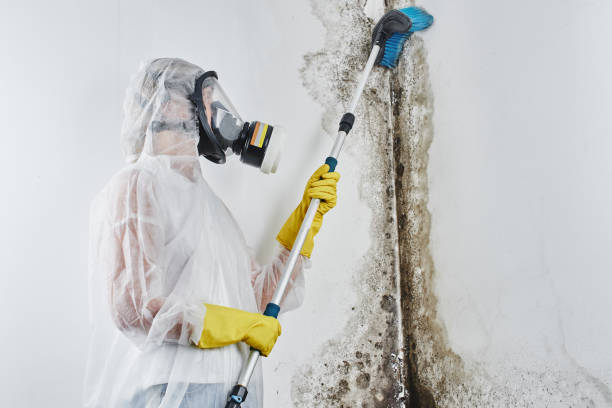 Professional Mold Removal in Ettrick, VA