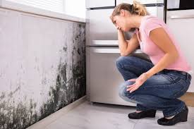 Best Mold Odor Removal Services in Ettrick, VA